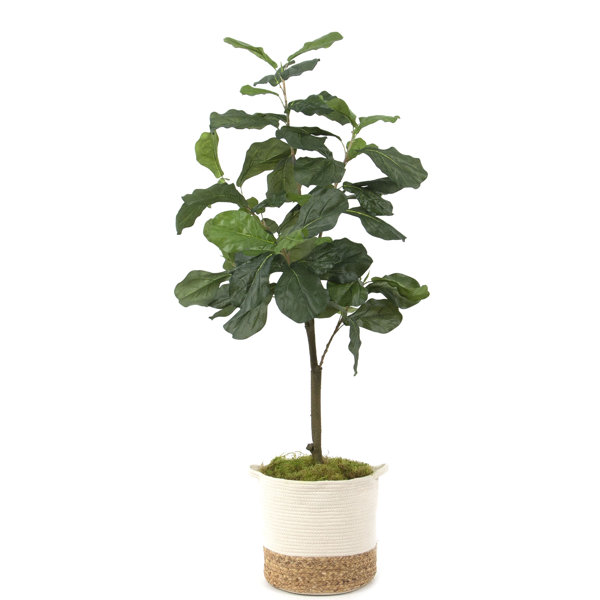 Gracie Oaks Faux Fiddle Leaf Fig Tree in Basket Wayfair