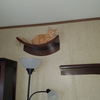 cleopatra leaf cat perch