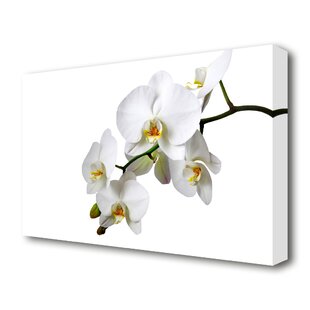 Orchids Wall Art You Ll Love Wayfair Co Uk