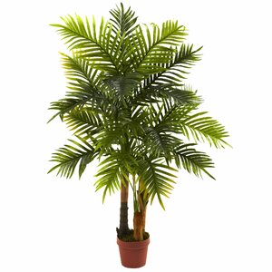 Areca Palm Tree in Pot