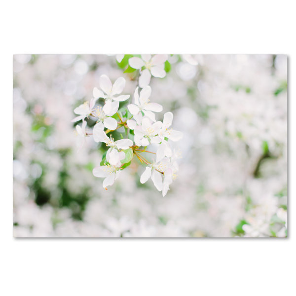 Trademark Art White Cherry Blossoms 3 By Ariane Moshayedi Photographic Print On Wrapped Canvas Wayfair
