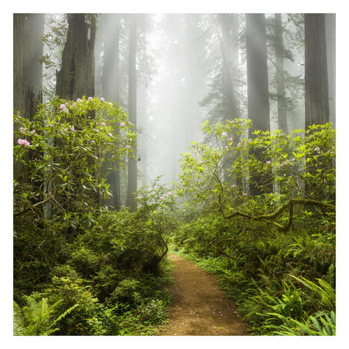 Misty Forest Path 1.92m x 1.92m Textured Matt Peel & Stick Wallpaper Roll East Urban Home
