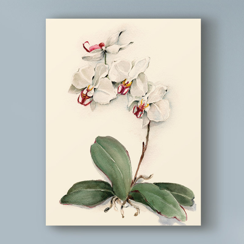 Charlton Home Phalaenopsis Red Throat Orchid Acrylic Painting