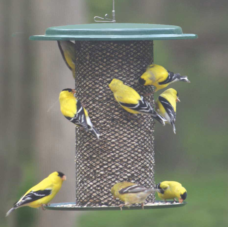 Birds Choice 3 Quarts Magnet Mesh Tube Bird Feeder Wayfair