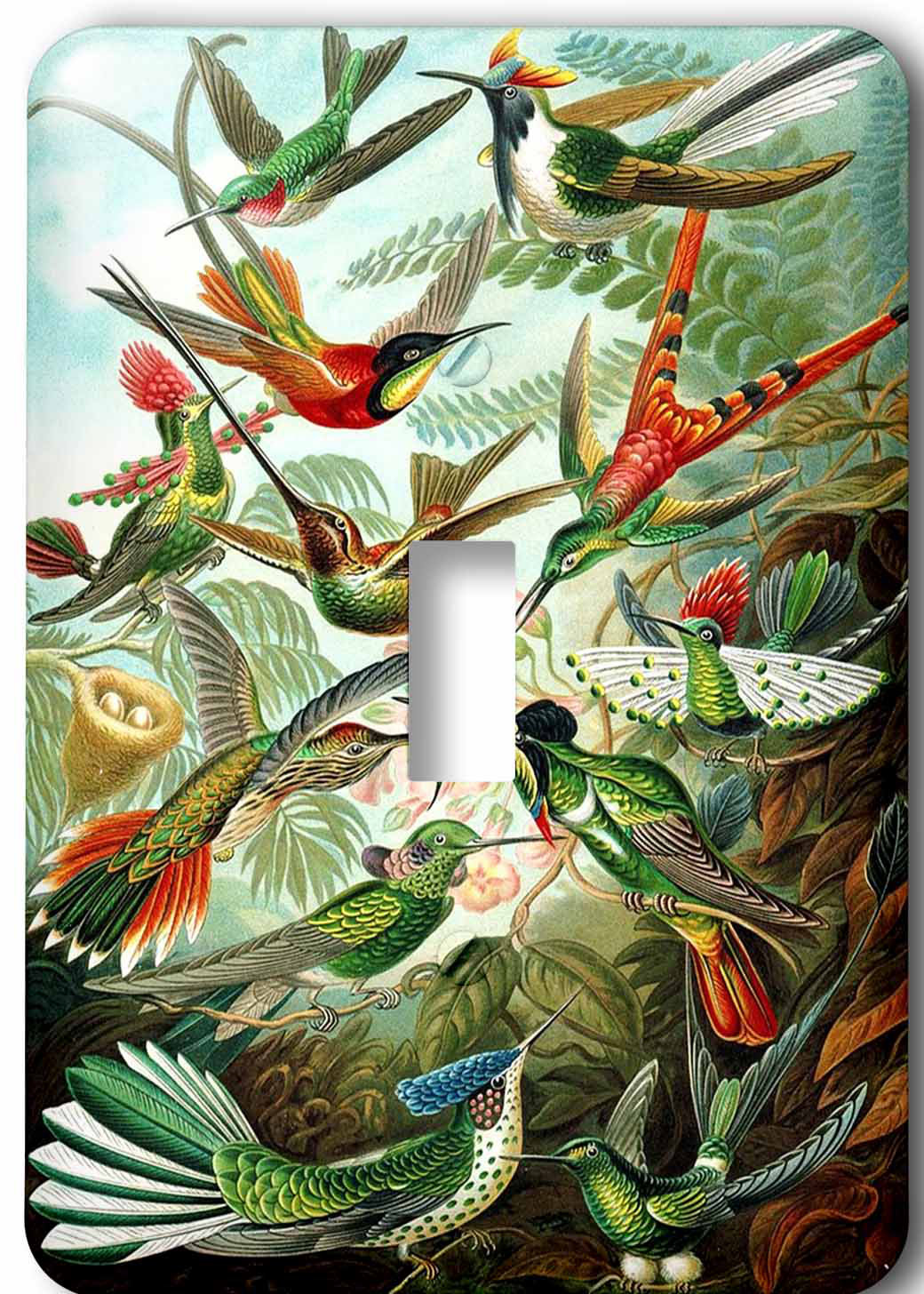 3drose Famous Biologist Sketch Of Humming Birds 1 Gang Toggle Light Switch Wall Plate Wayfair