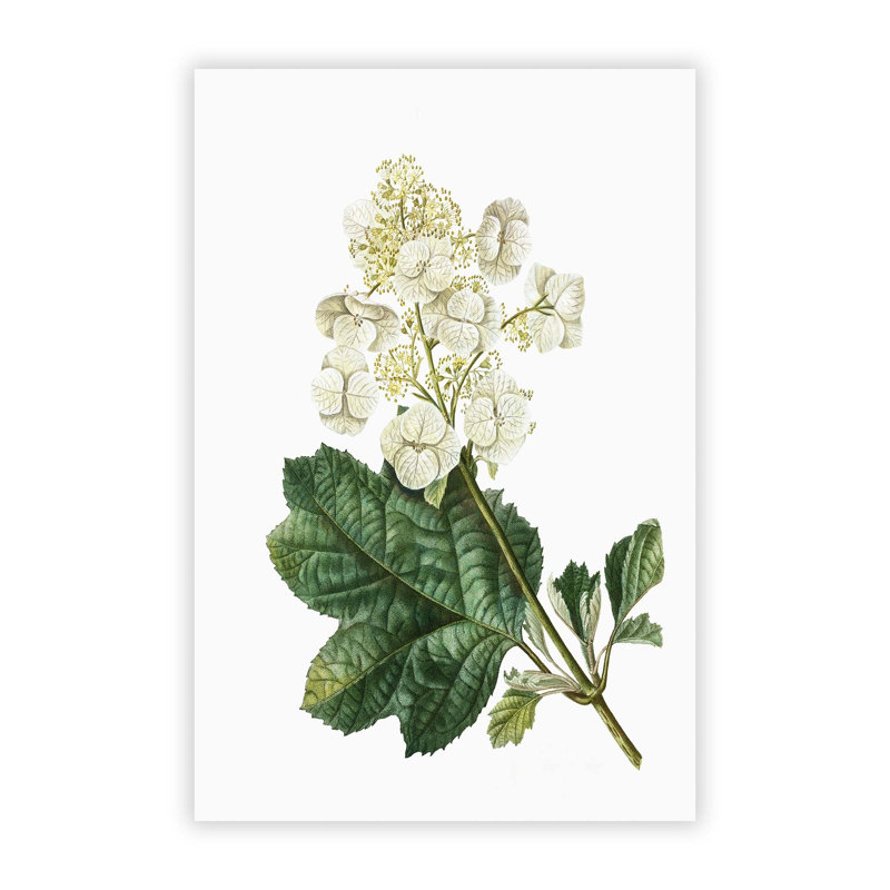 East Urban Home Oakleaf Hydrangea By Pierre Joseph Redoute Unframed Painting Print On Paper Wayfair Co Uk