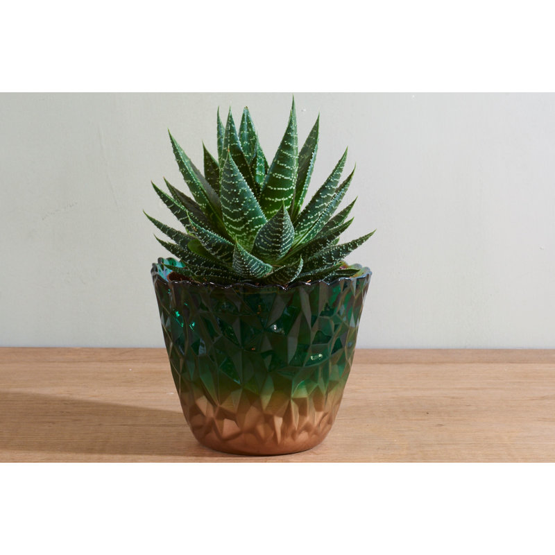 Bay Isle Home Taylor Plant Pot Wayfair.co.uk