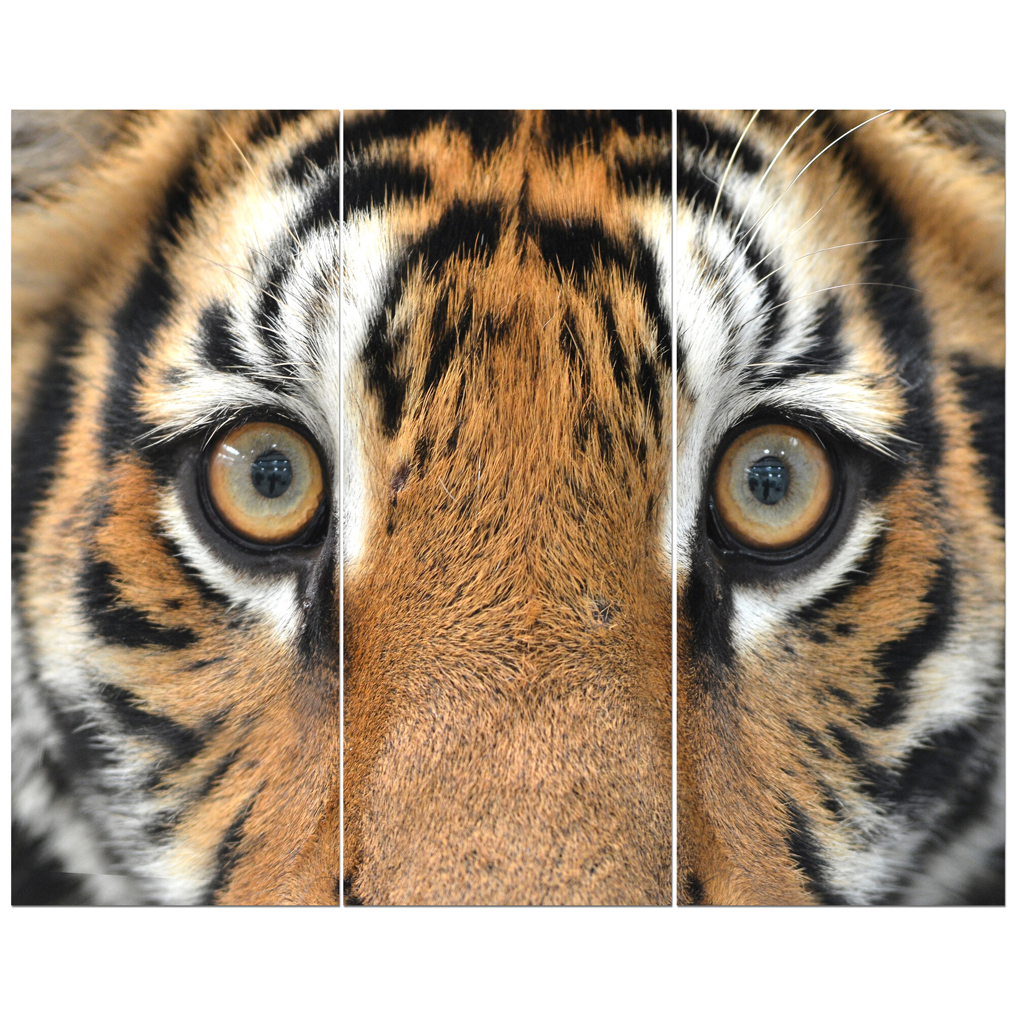 East Urban Home 'Bengal Tiger Eyes 