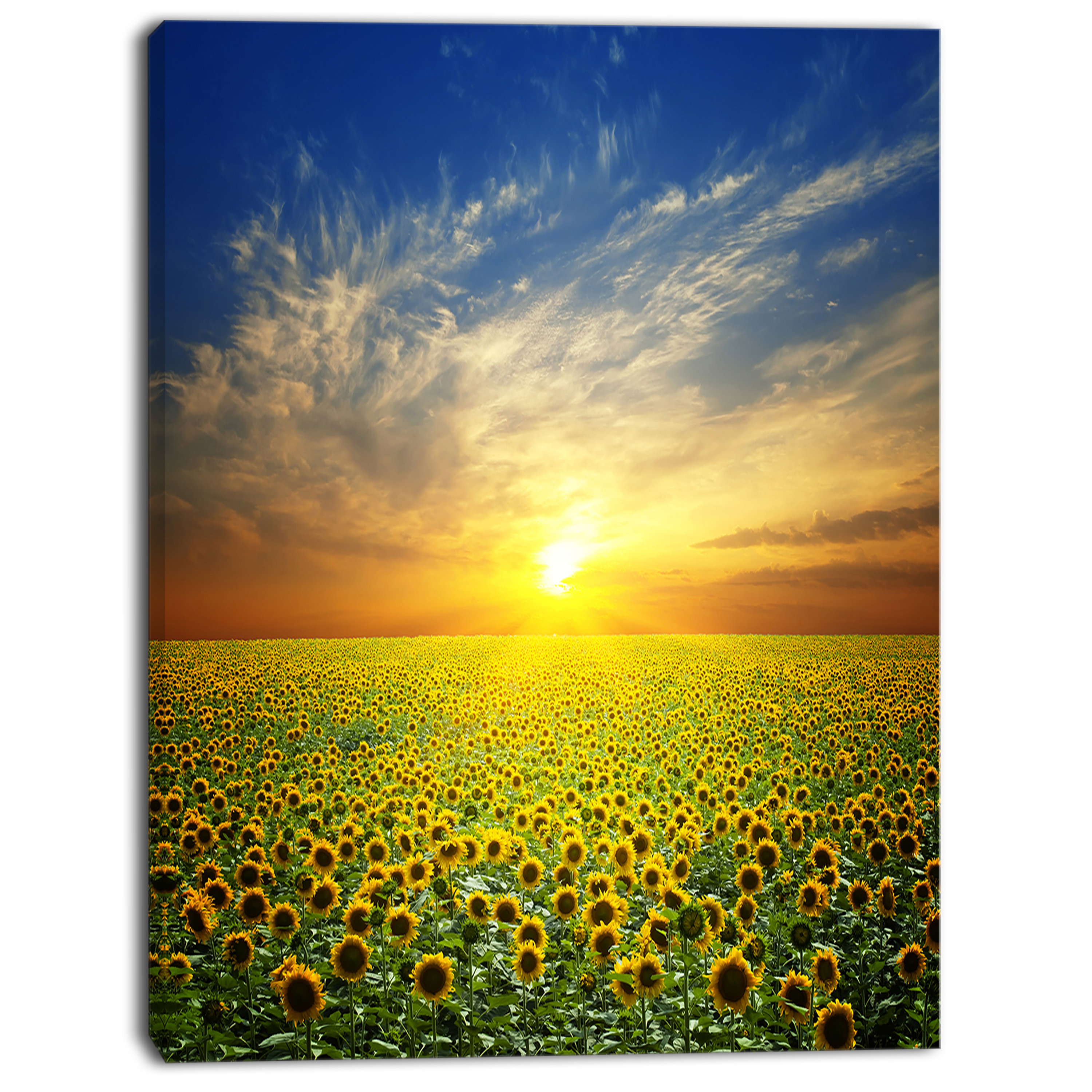 Charlton Home Beauty Sunset Over Sunflowers Field Wrapped Canvas Photograph Print Wayfair