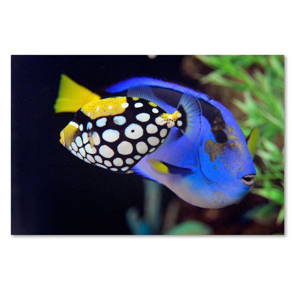 trademark art colorful tropical fish by kurt shaffer photographic print wrapped canvas wayfair colorful tropical fish by kurt shaffer photographic print wrapped canvas