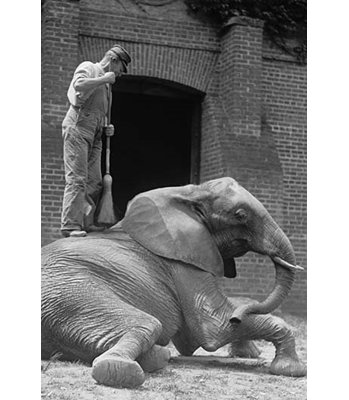 umebina The Elephant Gets A Brooming By A Zookeeper Photograph Print Buyenlarge Size 42 H x 28 W x 15 D umebina The Elephant Gets A Brooming By A Zookeeper Photograph Print Buyenlarge Size 42 H x 28 W x 15 D