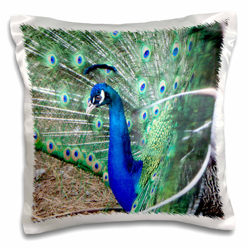 East Urban Home Birds In The Garden Peacock In Heat Strutting Its