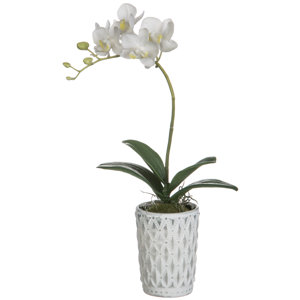 White Phalaenopsis Orchid Floral Arrangement in Pot