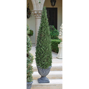 The Cone Topiary in Urn