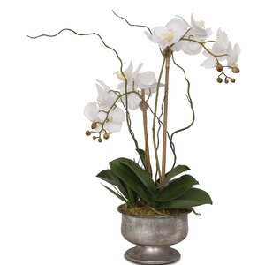 Orren Ellis Real Touch Phalaenopsis Orchids Floral Arrangement in Pot ...