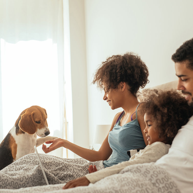 petmaker foldable pet staircase