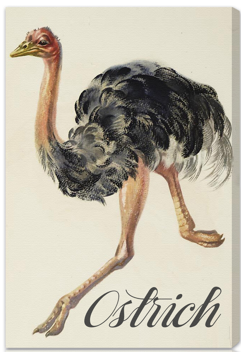 Oliver Gal Ostrich Canvas Art Wayfair