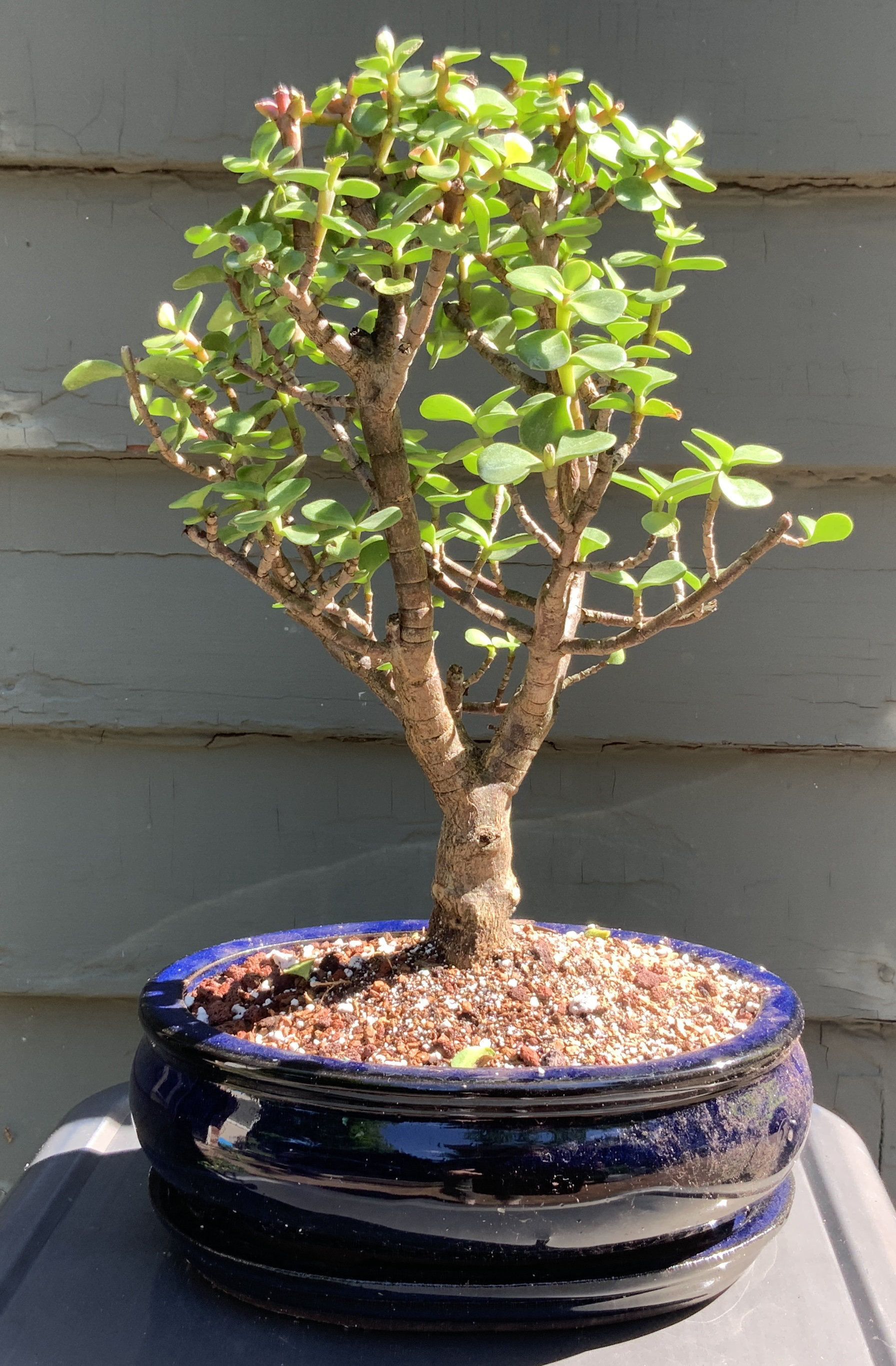 Lucky Bonsai Limited Bonsai Tree Wayfair