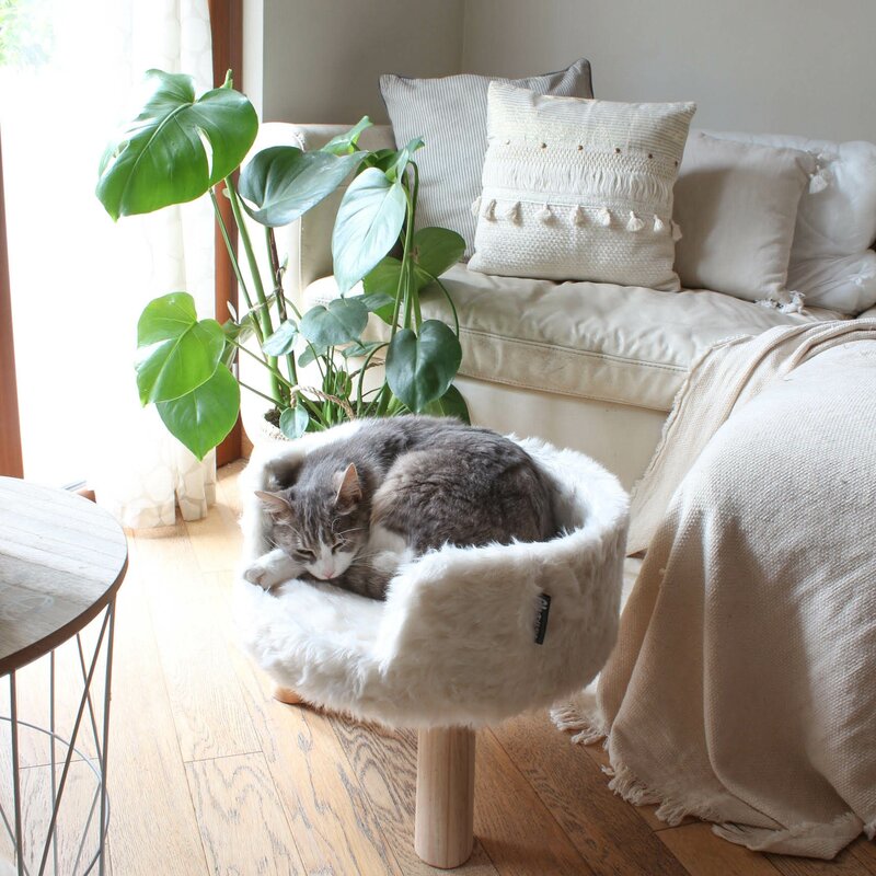 cat bed couch