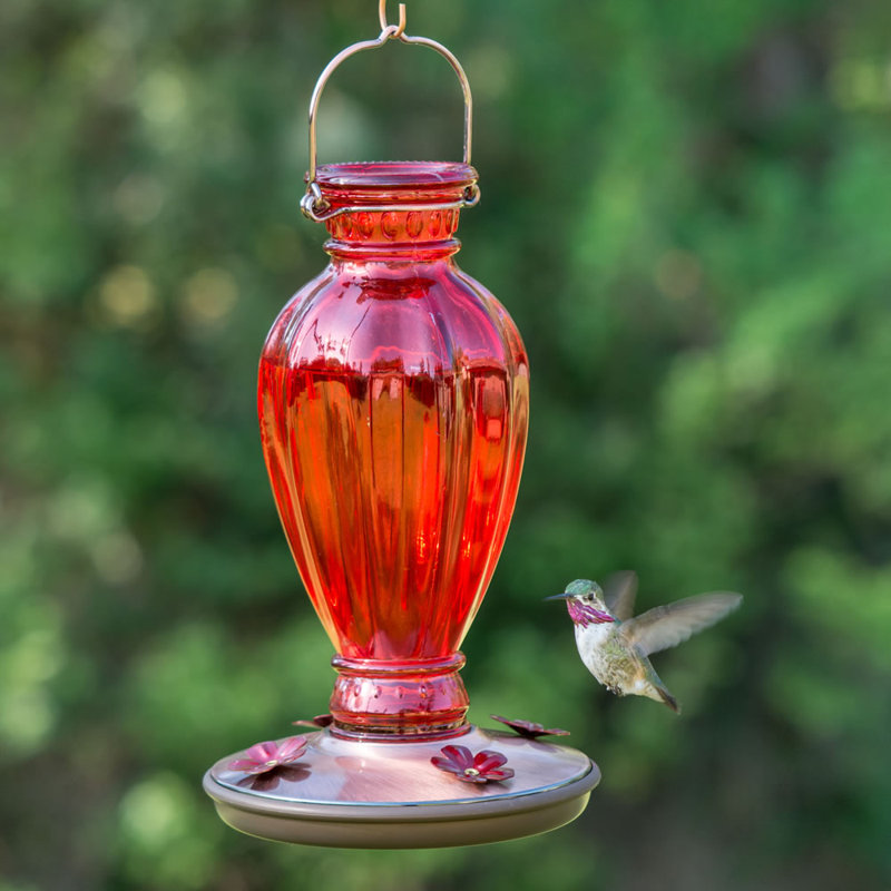 Perky Pet Daisy Vase Glass Hummingbird Feeder Reviews Wayfair
