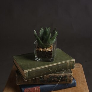 7cm Aloe Succulent Plant In Pot By Hill Interiors