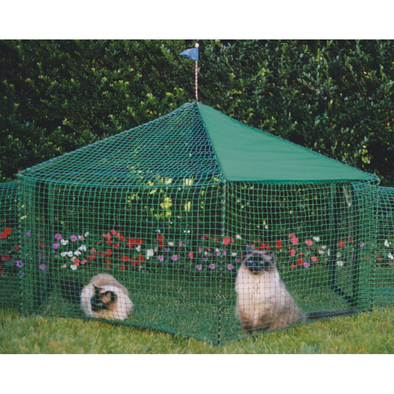 dog playpen outdoors