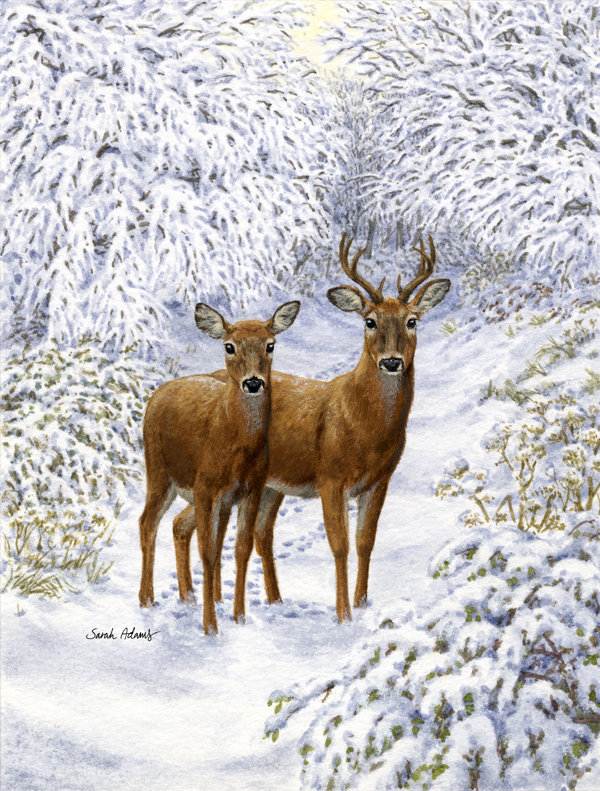 Caroline S Treasures Two Deer 2 Sided Polyester 40 X 28 In House Flag Wayfair