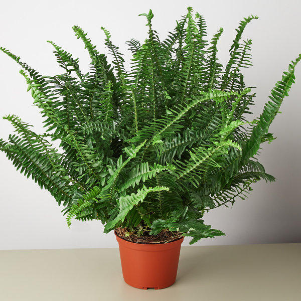 House Plant Shop Pet Friendly 16�� Fern Plant Desktop House Plant Shop Pet Friendly 16�� Fern Plant Desktop