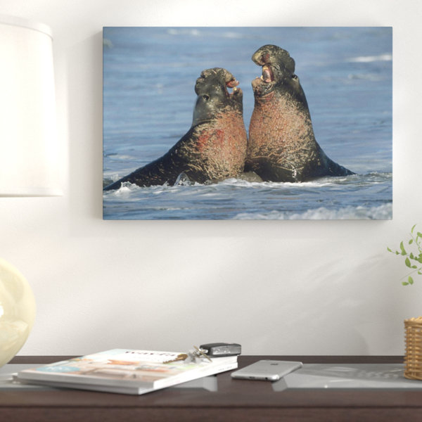 East Urban Home California Northern Elephant Seal Males Fighting Photographic Print On Wrapped Canvas Wayfair