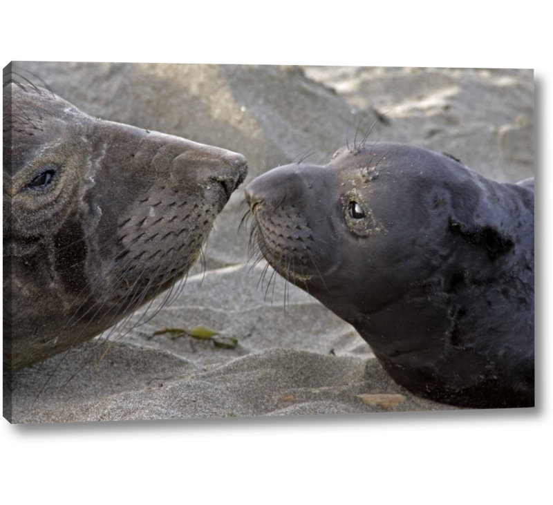 World Menagerie Ca Northern Elephant Seal And Pup Greeting
