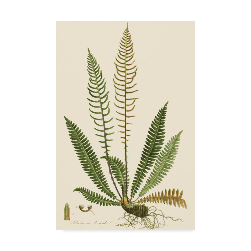 Charlton Home Ferns Iii Acrylic Painting Print On Wrapped Canvas