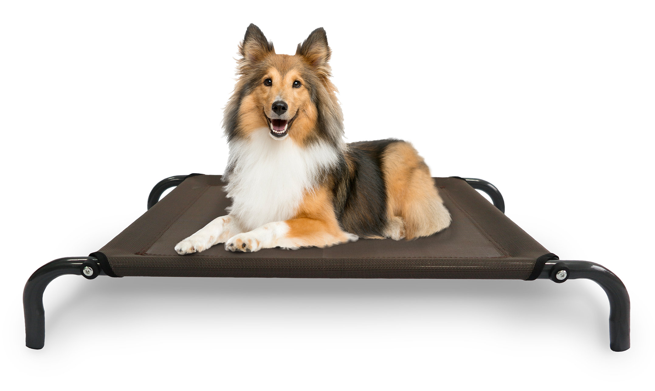 Wayfair Basics Dog Bed With Frame Reviews Ca