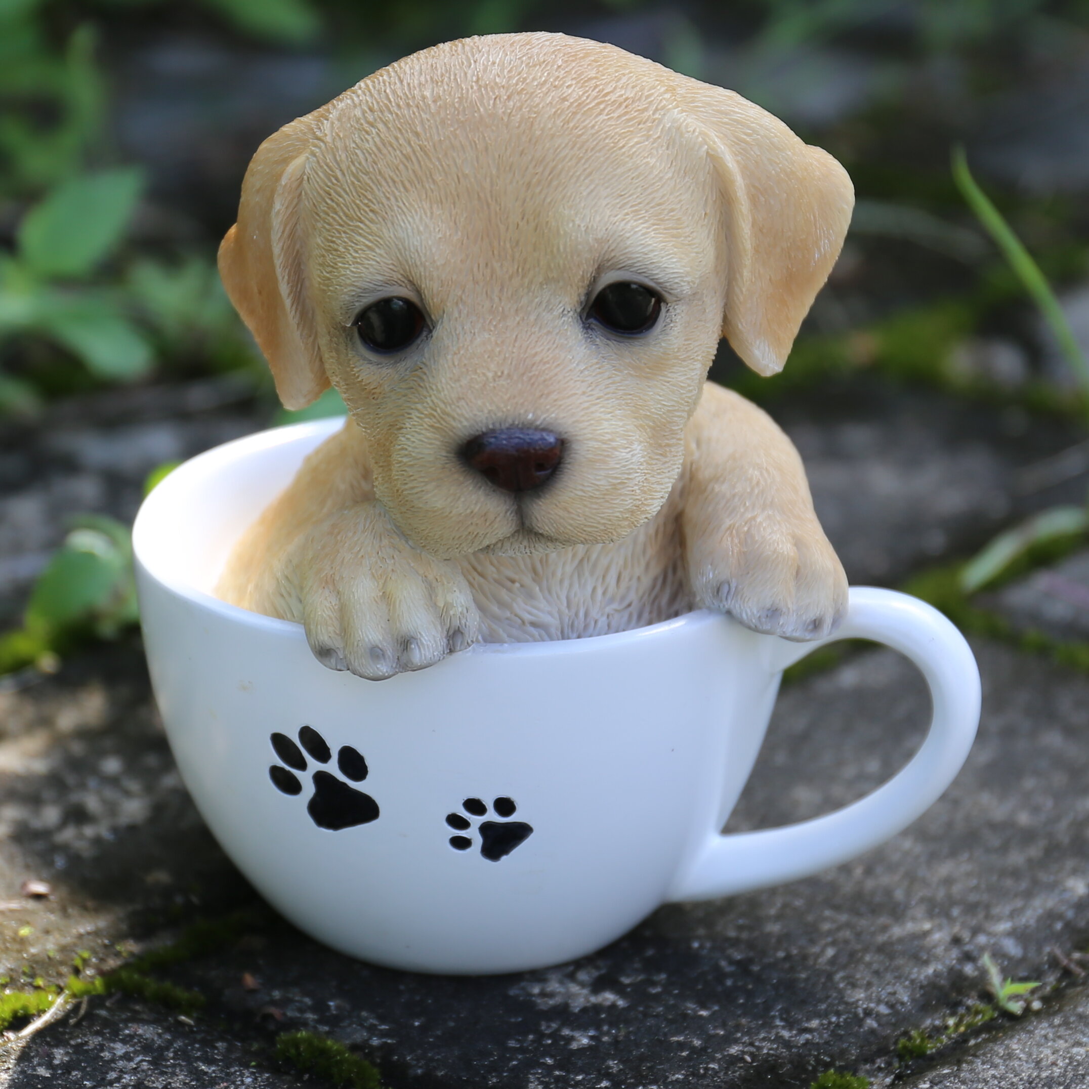 dog in the cup