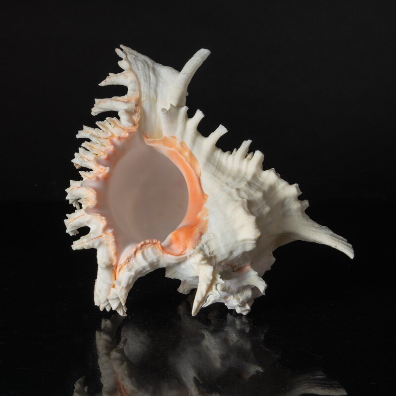 Astro Gallery of Gems Genuine Ramose Murex Shell (2.5 Lbs)