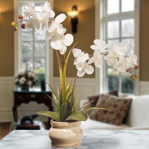 Spring Orchid Flowers in Pot