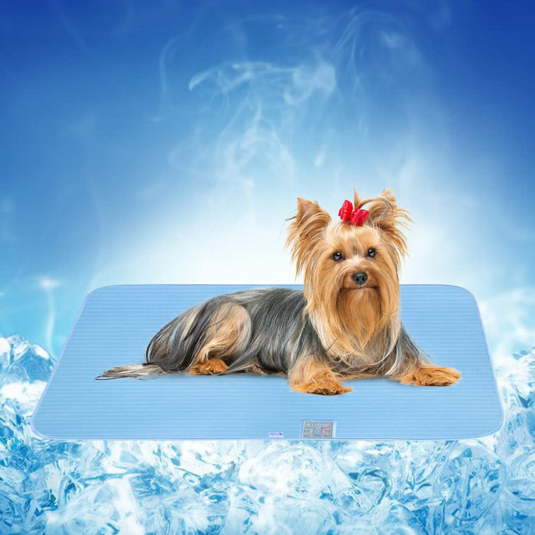 absorbent dog mat
