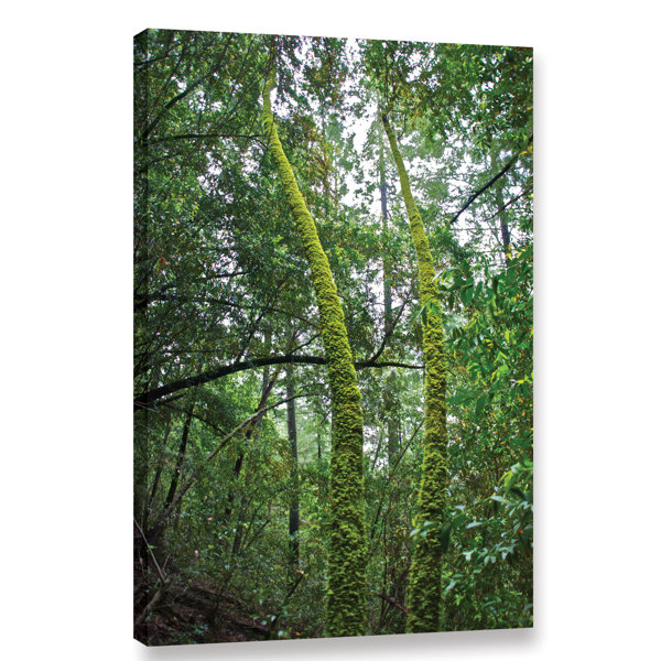 Millwood Pines Green Trees By Dan Wilson Wrapped Canvas Photograph Print Wayfair