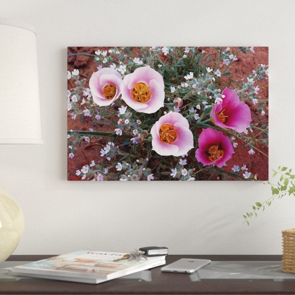 East Urban Home Sego Lily Group State Flower Of Utah With Bulbous Edible Root Canyonlands National Park Utah Photographic Print On Canvas Wayfair