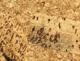 1178 Cork Flooring in Natural Glossy Natural Albero Valley