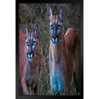 Home Decor Closeup Of Cougar In The Grass Art/Canvas Print Wall Art Poster Home Decor Closeup Of Cougar In The Grass Art/Canvas Print Wall Art Poster
