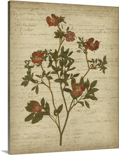 Great Big Canvas Romantic Pressed Flowers I Jennifer Goldberger Graphic Art Print Wayfair