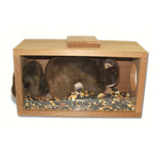 Squirrel Feeder Bird Feeders You Ll Love In 2020 Wayfair