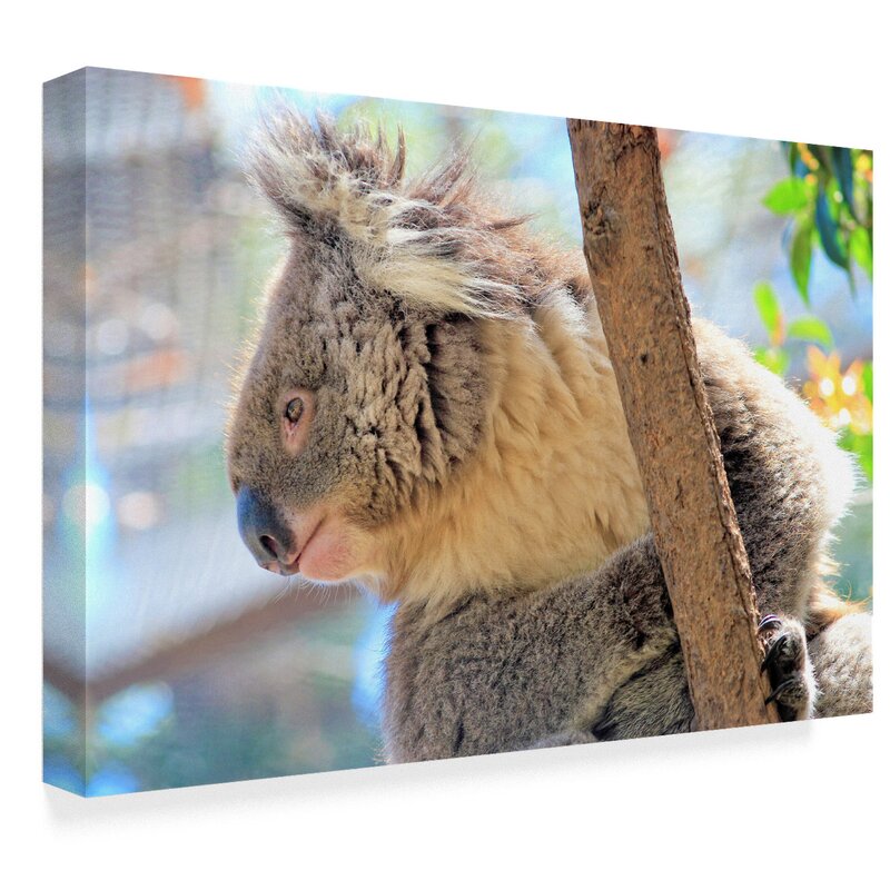 Trademark Art Koala Photographic Print On Wrapped Canvas Wayfair