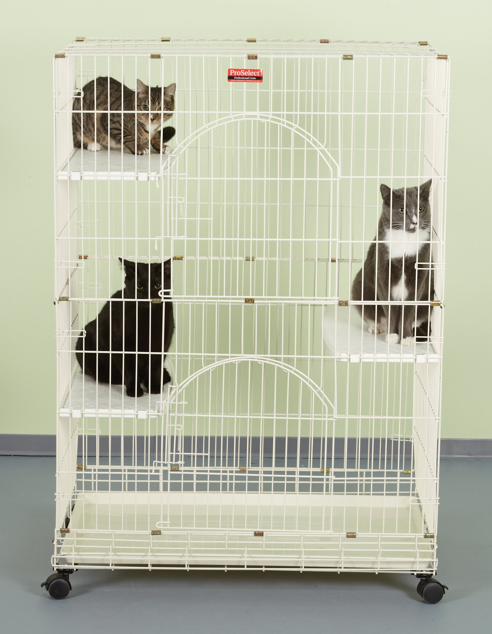 collapsible cat crate