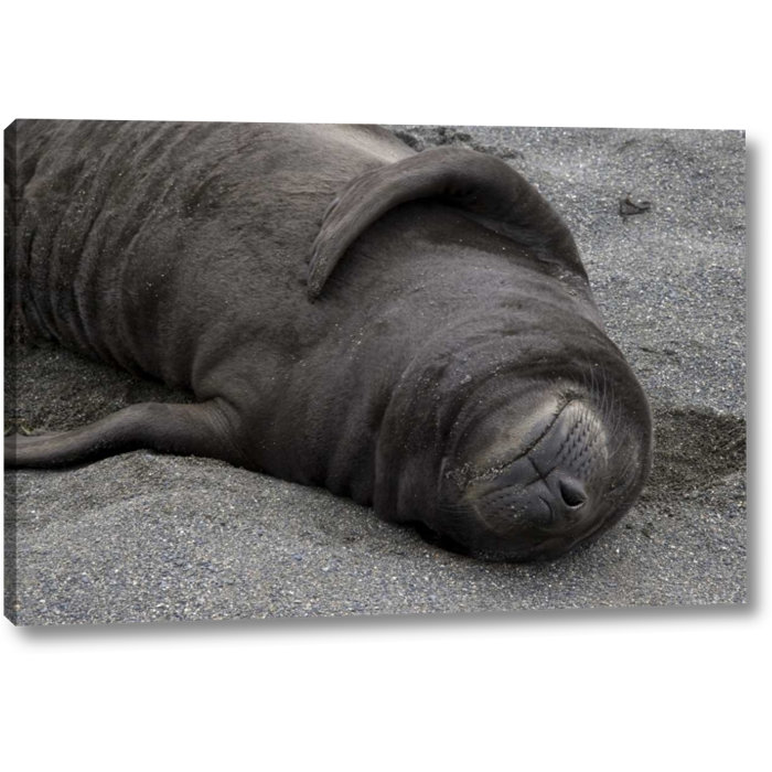 World Menagerie South Georgia Island Elephant Seal Pup Sleeps