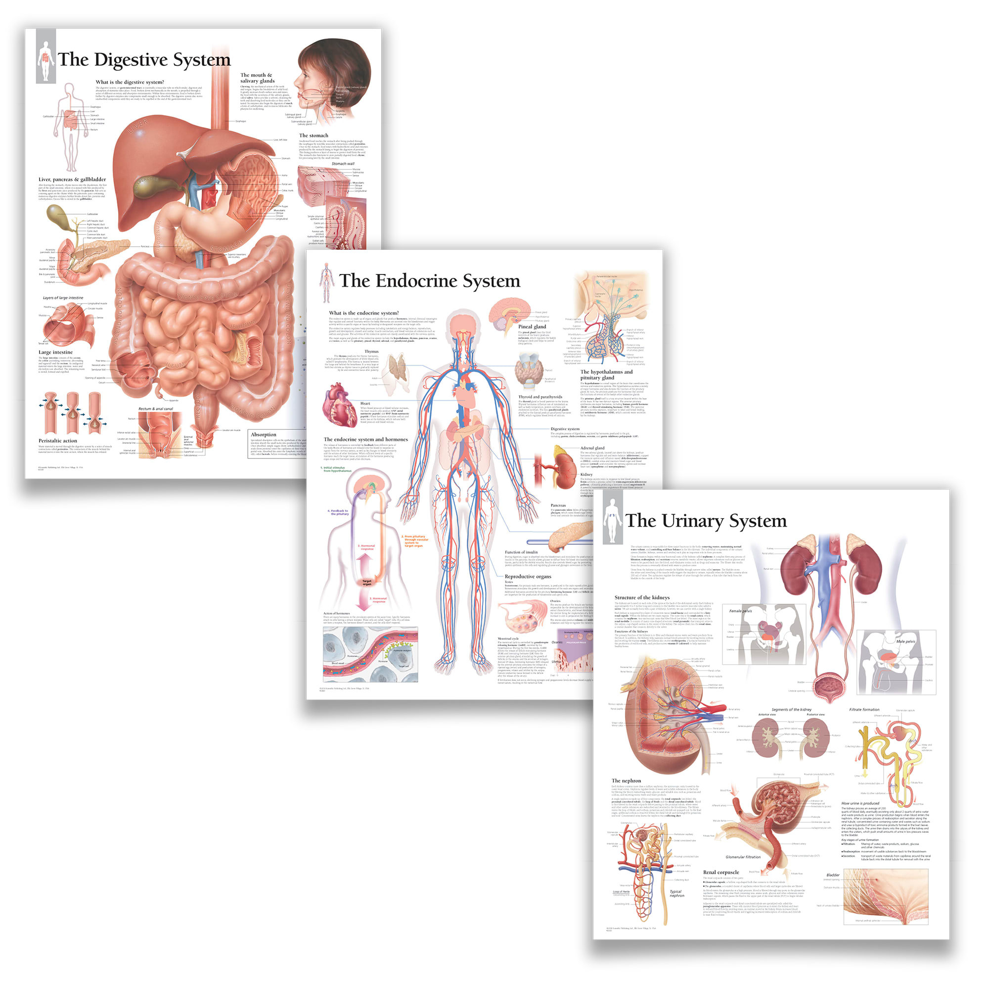 Trinx Educational Art Digestive System, Endocrine System, Urinary ...