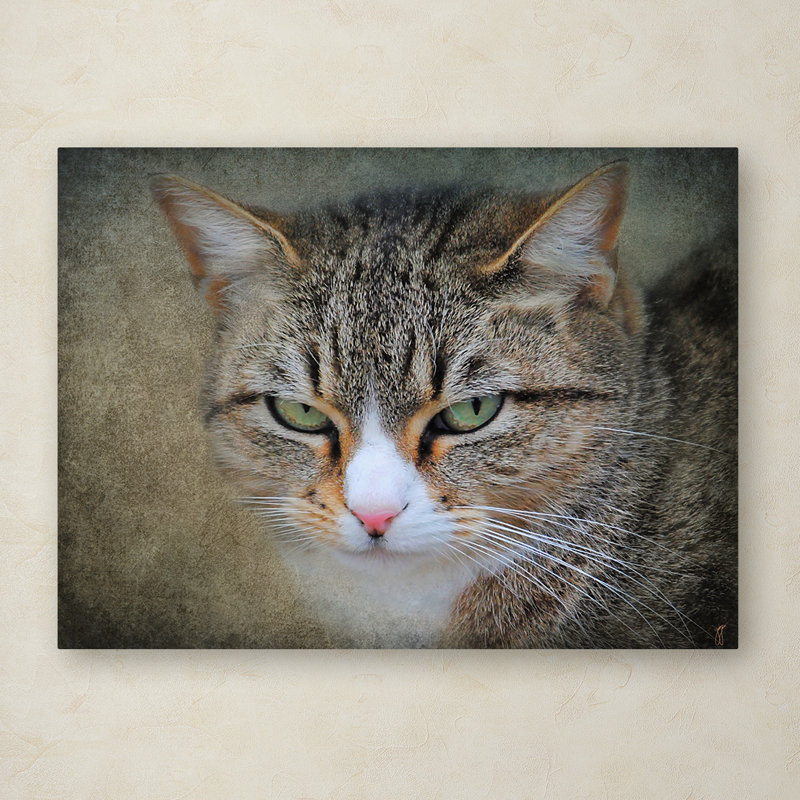 Trademark Art Gray Tabby Cat Portrait Graphic Art Print On Wrapped Canvas Wayfair
