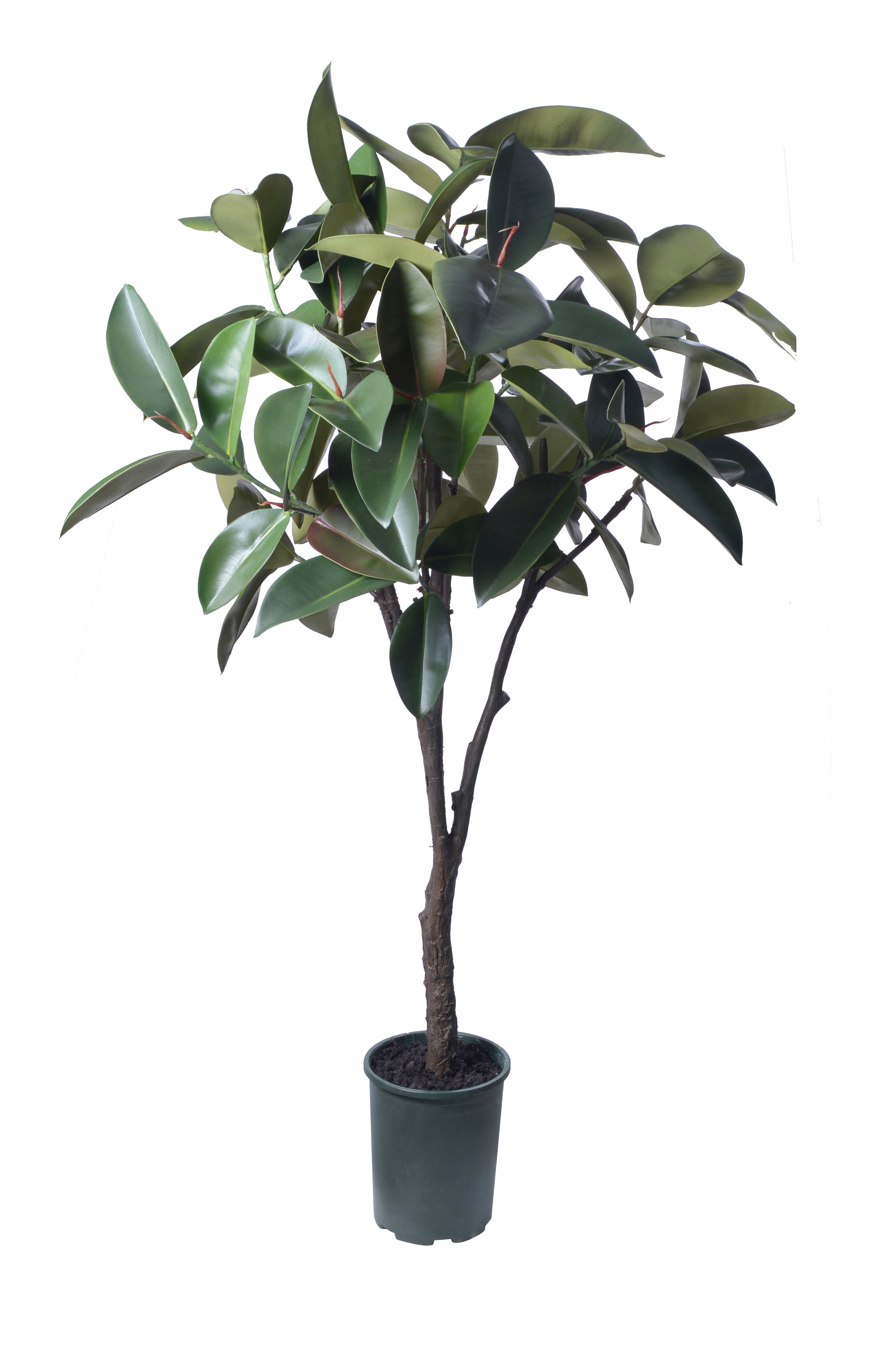Gracie Oaks Ayleth Artificial Flowers And Plants Rubber Tree In Pot Wayfair Ca