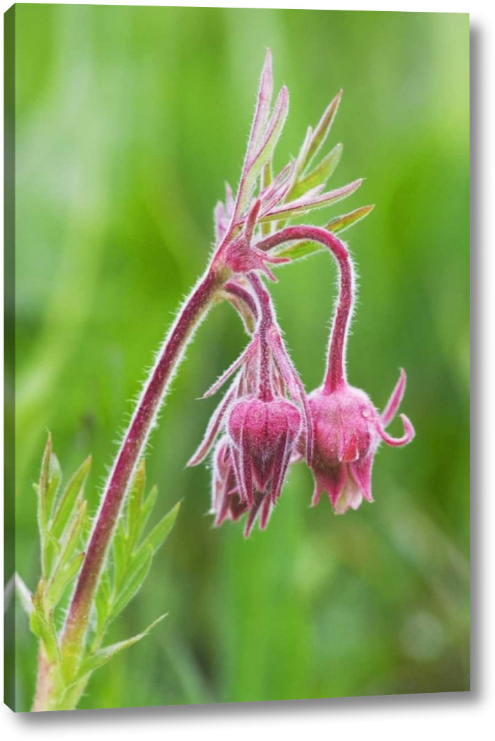 Winston Porter Idaho, Sawtooth Mountains Detail Of Wildflowers by
