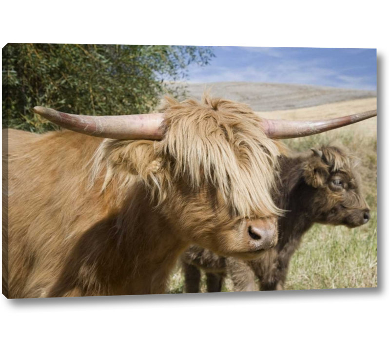 Union Rustic Wa Palouse Scottish Highland Cattle And Calf